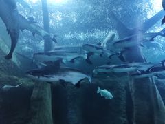 -成都浩海立方海洋公园