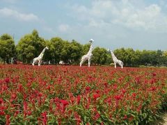 -广东花都香草世界旅游度假区