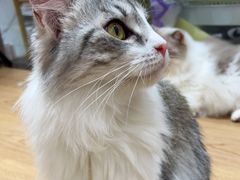 -1013 PET SHOP精品宠物商店(丁香店)