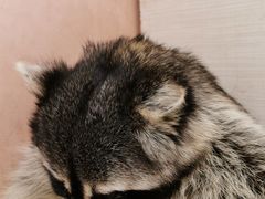 -浣熊柯尔鸭土拨鼠·电玩咖