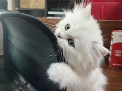 -爱侣宠医·鹦鹉专科·小型哺乳类·异宠专科(灵石路店)