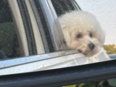 -翊宠yipet猫狗购宠庄园犬舍•猫舍