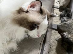 -白兔子密室(长寿路店)