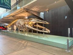 -墨尔本博物馆(Melbourne Museum)