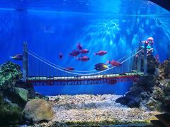 -太平洋海底世界