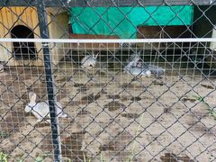 -歌斐颂巧克力小镇