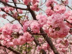 -天适樱花悠乐园