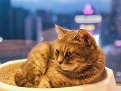 -Catmate·猫肥家润(金润铂宫店)