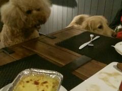 -百好乐宠物友好餐厅(朝外大街店)