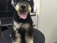 -小尾巴宠物店(万科·金域华庭店)