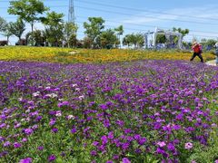 -紫颐香薰山谷景区