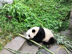 -都江堰中华大熊猫苑
