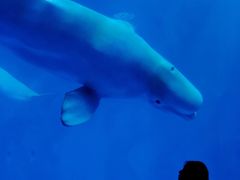 -海合安成都极地海洋公园