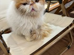 -有猫主题·治愈系猫咖(曾厝垵店)