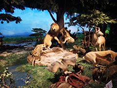 -国家自然博物馆