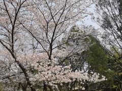 -博雅塔