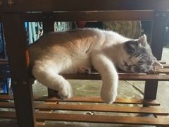 -猫猫幼稚园·撸猫·桌游·电玩