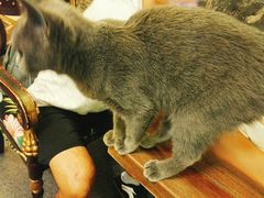 -猫色咖啡·猫咖