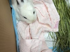 -爱侣宠医·鹦鹉专科·小型哺乳类·异宠专科(灵石路店)