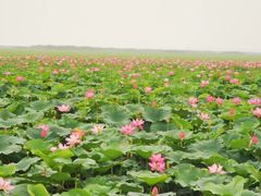 -微山湖红荷湿地景区