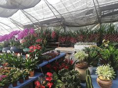 -金陵花卉交易市场