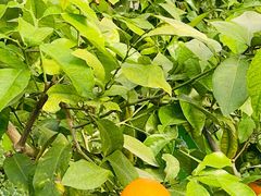 -南宫五洲植物乐园