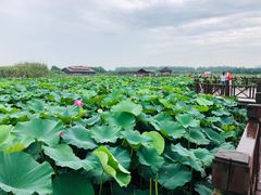 -荷塘月色湿地公园·向阳花洲