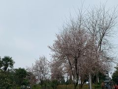 -铁山坪森林公园