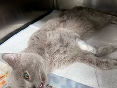-达爱动物医院·犬猫分区·CT·复杂眼科(远洋山水分院)