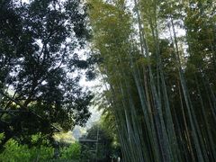-树山生态村
