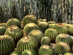 -深圳仙湖植物园