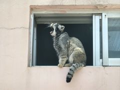 -青藏高原野生动物园