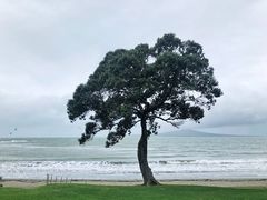 -Takapuna Beach Cafe