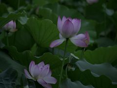 -荔湾湖公园
