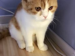 -喵的天空名猫咖啡馆·撸猫·猫舍·用品