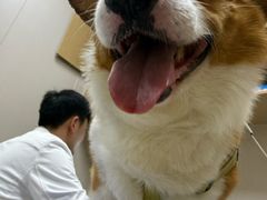 -瑞鹏宠物医院·骨外科·心肾科·肿瘤科(九亭店)