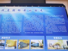 -上海海洋大学鱼文化博物馆(军工路校区)