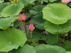 -蒲河岛湿地公园