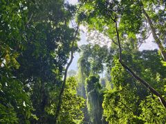 -西双版纳原始森林公园