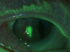 -爱侣宠医·鹦鹉专科·小型哺乳类·异宠专科(灵石路店)