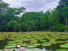 -中国科学院西双版纳热带植物园