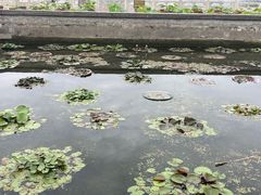 -莲花池公园