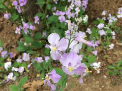 -秀儿家の小确幸花园西餐厅
