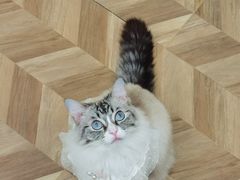 -怪兽屋·羊驼·猫咖·狗咖(俊华广场店)