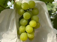 -马陆小张葡萄园农家乐