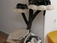 -有喵·猫咖·狗咖·30几只猫10只小狗(岗厦店)