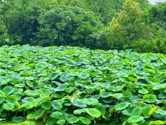 -盘龙城国家考古遗址公园