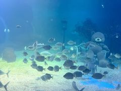 -常州海昌海洋探索馆