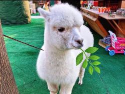 -萌宠亲子动物乐园(槐房万达店)