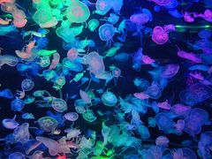-合肥海洋世界